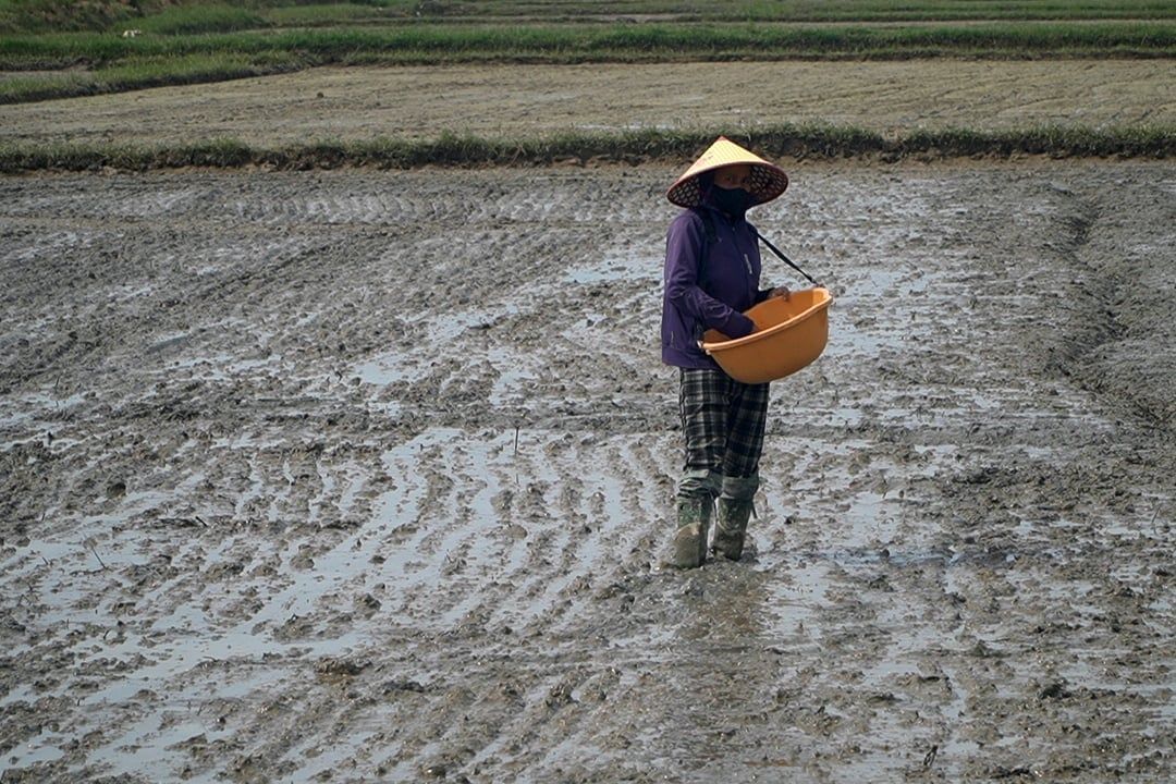 Quảng Trị kiên quyết không để ruộng hoang sau mưa lũ