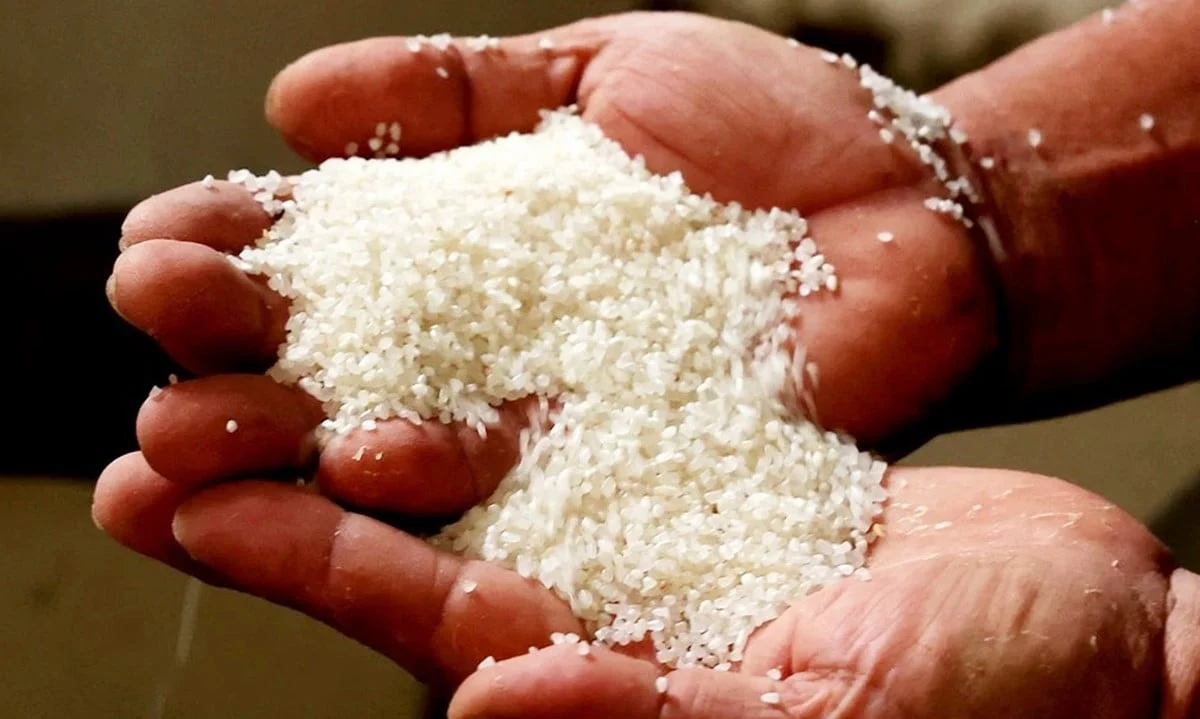Giá lúa gạo hôm nay 20/6/2025: Gạo xuất khẩu hồi phục