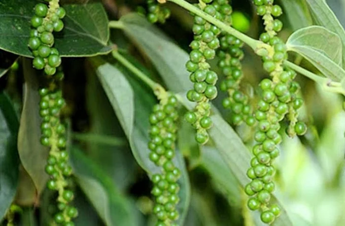 Giá tiêu hôm nay 20/6/2025: Giảm sốc tới 6.000 đồng