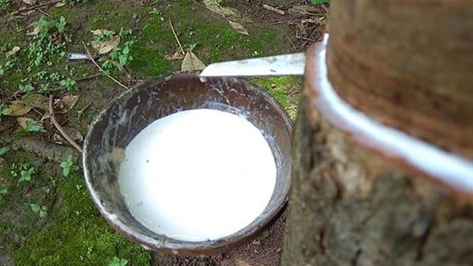 Giá cao su hôm nay 20/6/2025: Thế giới vẫn tăng mạnh