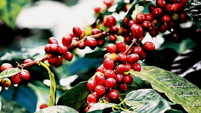 Giá cà phê hôm nay 21/6/2025: Rơi xuống dưới mốc 100.000 đ/kg