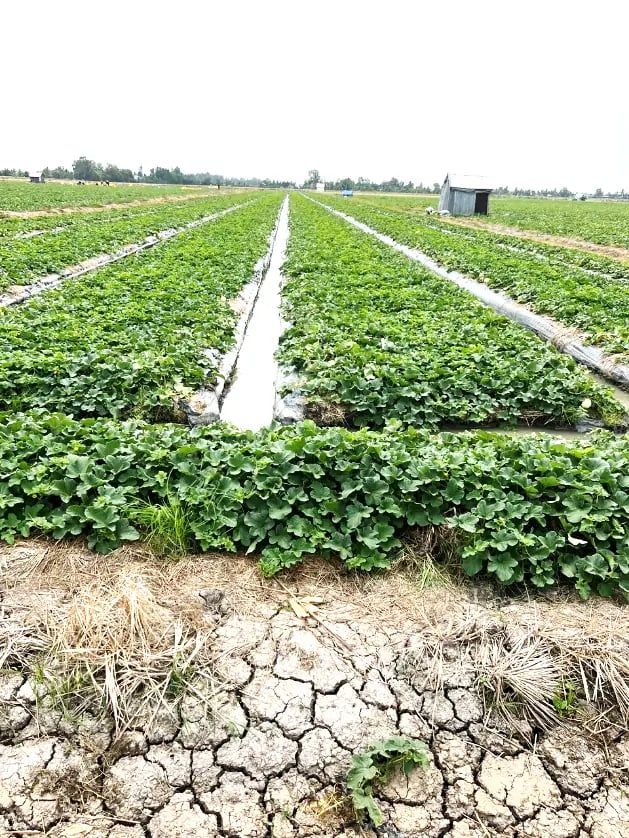Vào mùa dội chợ, trái cây các loại rớt giá khắp nơi, ở Kiên Giang thứ quả ngon này dân vẫn bán khỏe re