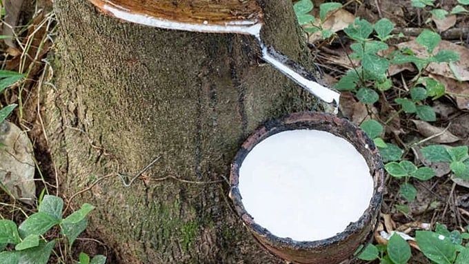 Giá cao su hôm nay 21/6/2025: Tăng giảm trái chiều