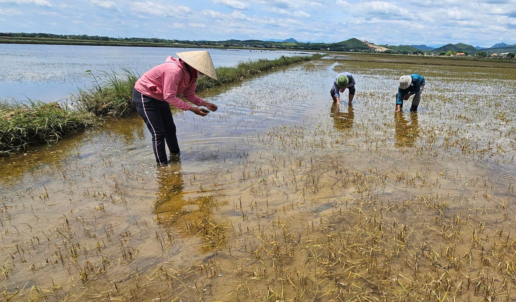 Mong có giống siêu ngắn ngày để kịp gieo cấy vụ hè thu sau lũ