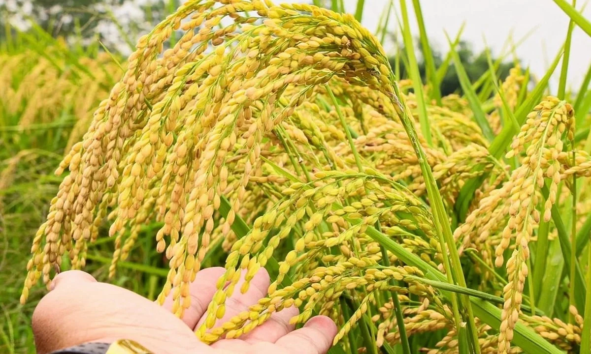 Giá lúa gạo hôm nay 22/6/2025: Lúa nhích nhẹ