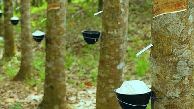 Giá cao su hôm nay 22/6/2025: Tuần này biến động trái chiều
