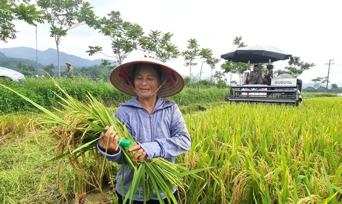 Tẻ Nương Hà Giang - tự hào hương lúa bản địa