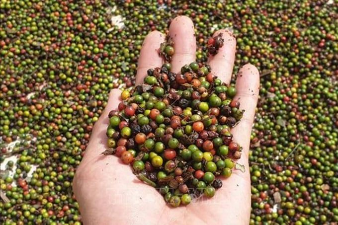 Giá tiêu hôm nay 23/6/2025: Thị trường ít biến động