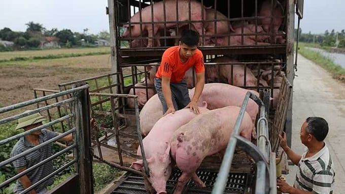 Giá heo hơi hôm nay 23/6/2025: Không đổi