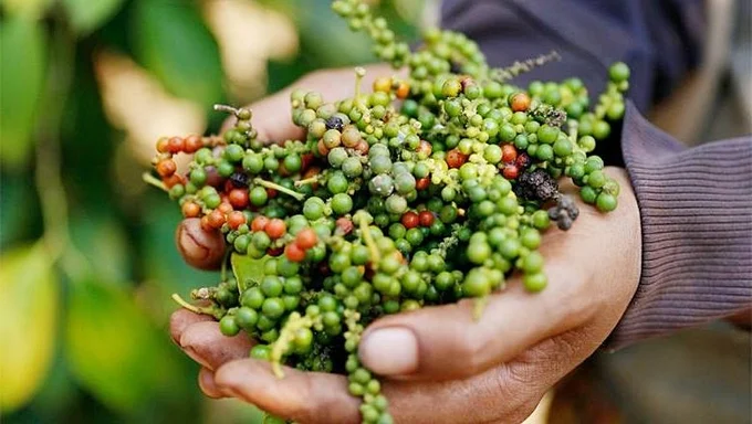 Giá tiêu hôm nay 24/6/2025: Đồng loạt đứng yên
