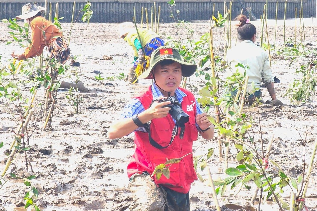 Trồng hàng ngàn cây mắm trắng ở tại vùng ven biển Vĩnh Châu