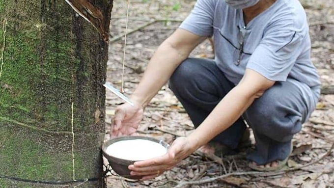 Giá cao su hôm nay 25/6/2025: Trong nước giảm nhẹ