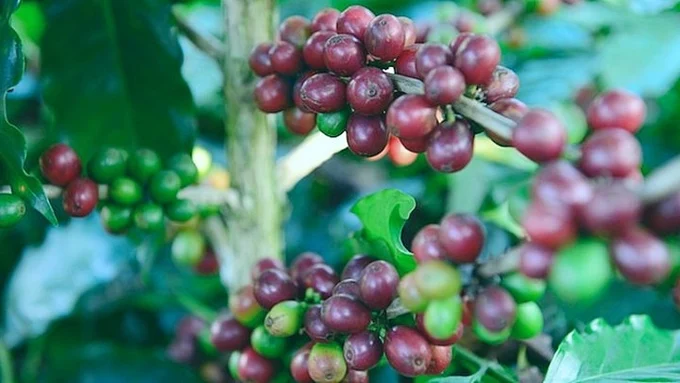 Giá cà phê hôm nay 26/6/2025: Robusta tiếp tục lao dốc