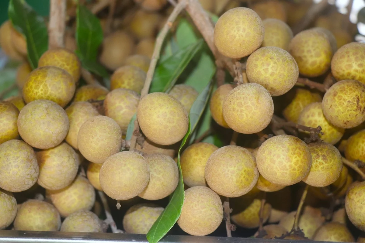 Đảm bảo yêu cầu kiểm dịch tại vùng trồng để thanh nhãn thuận đường xuất khẩu