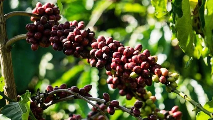 Giá cà phê hôm nay 27/6/2025: Thị trường tăng trở lại