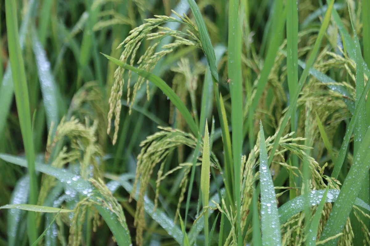 Trồng giống lúa 'nồi đồng cối đá', nông dân không phải phun thuốc