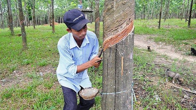 Giá cao su hôm nay 27/6/2025: Thái Lan tiếp tục giảm