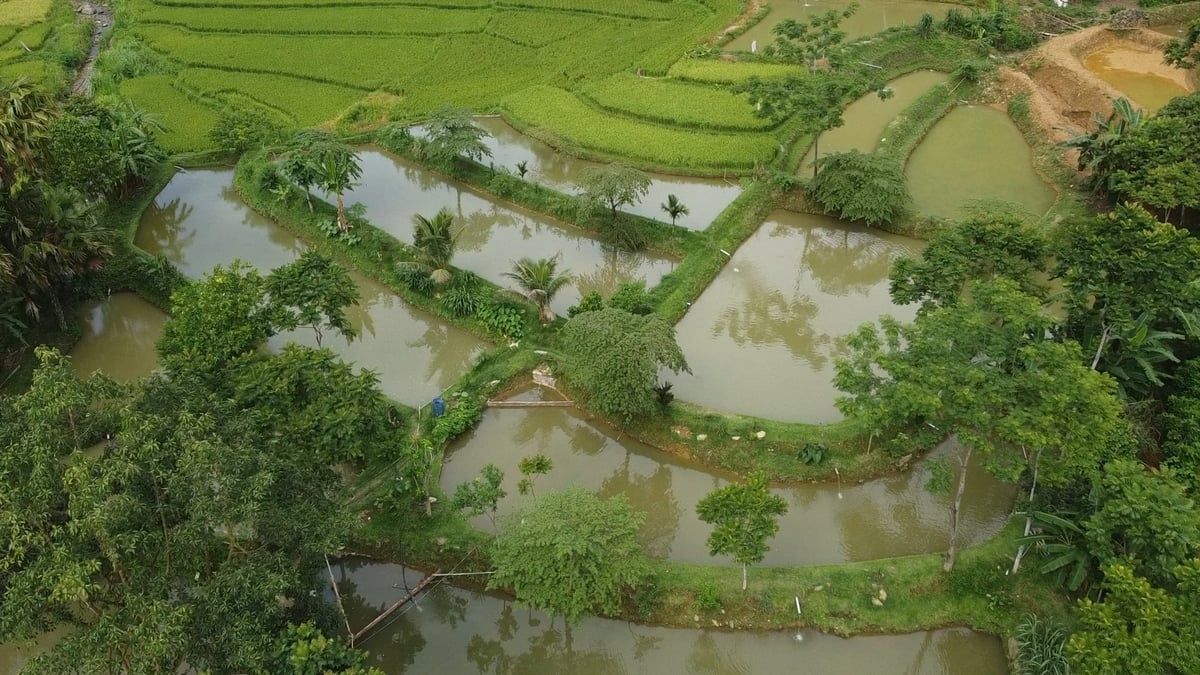 Cả bản nuôi cá dầm xanh, để vươn lên làm giàu