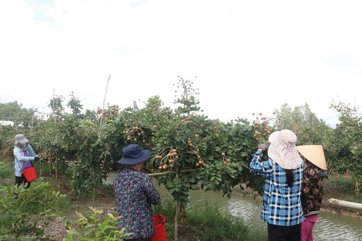 Đảm bảo yêu cầu kiểm dịch tại vùng trồng để trái thanh nhãn thuận đường xuất khẩu