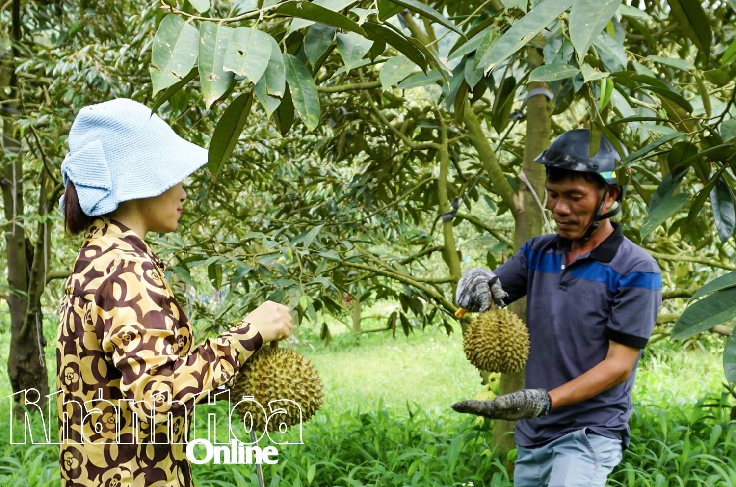 Trước giờ cận kề sáp nhập Ninh Thuận, Khánh Hòa có một điểm sáng quan trọng về loại đặc sản trái cây xuất khẩu