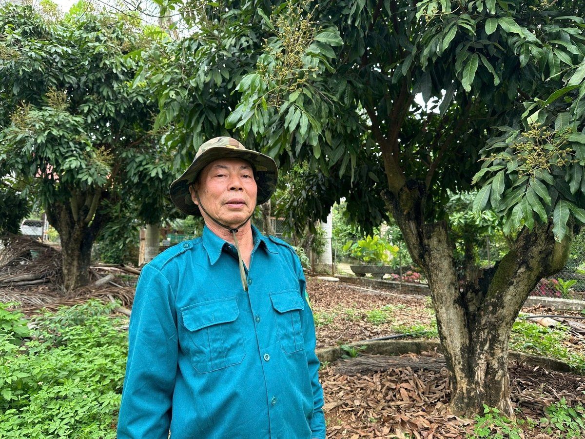 Nhãn quả to, cùi dày, ngọt lịm nhờ triết lý 'đất khỏe cây mới tốt'
