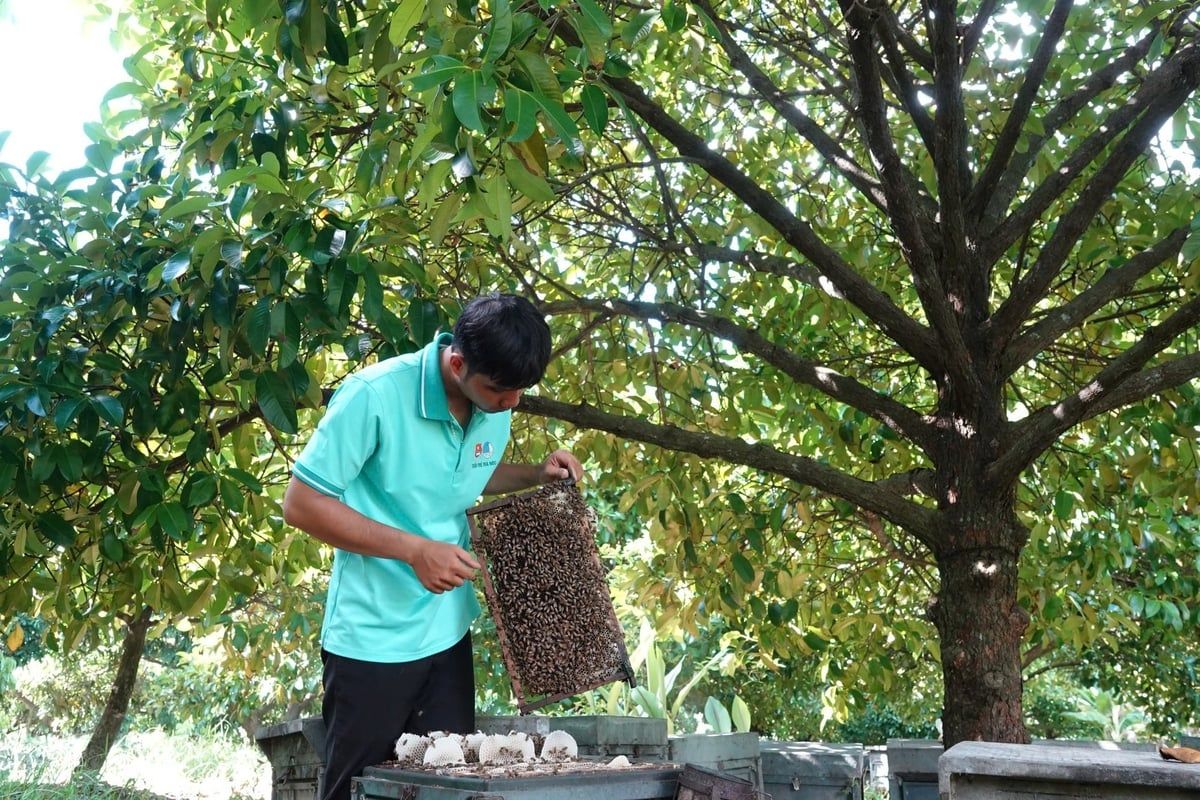 Bí quyết nuôi ong theo mùa hoa tự nhiên