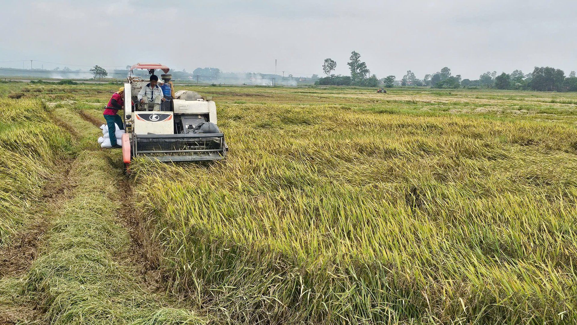 Bảo tồn, mở rộng sản xuất giống lúa nếp than