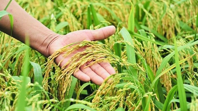 Giá lúa gạo hôm nay 30/6/2025: Tiếp tục đứng yên