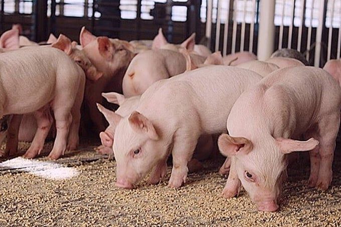 Giá heo hơi hôm nay 1/7/2025: Đà giảm vẫn diễn ra