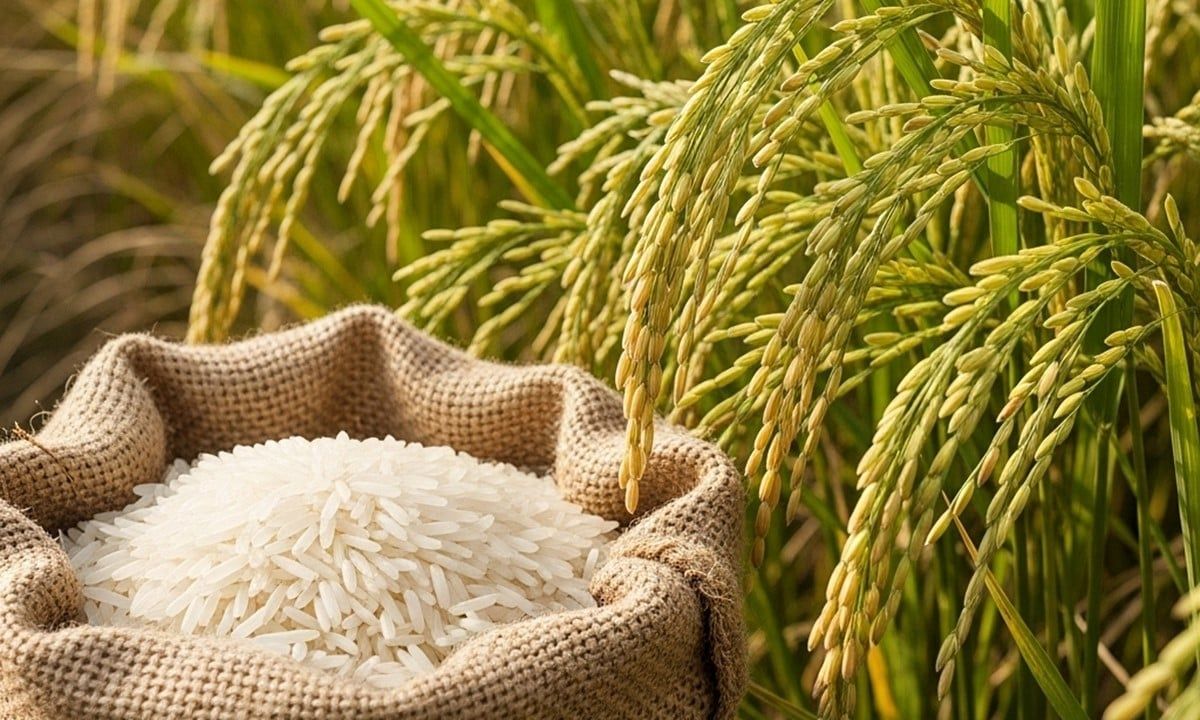 Giá lúa gạo hôm nay 3/7/2025: Lúa tăng từ 200-300 đồng
