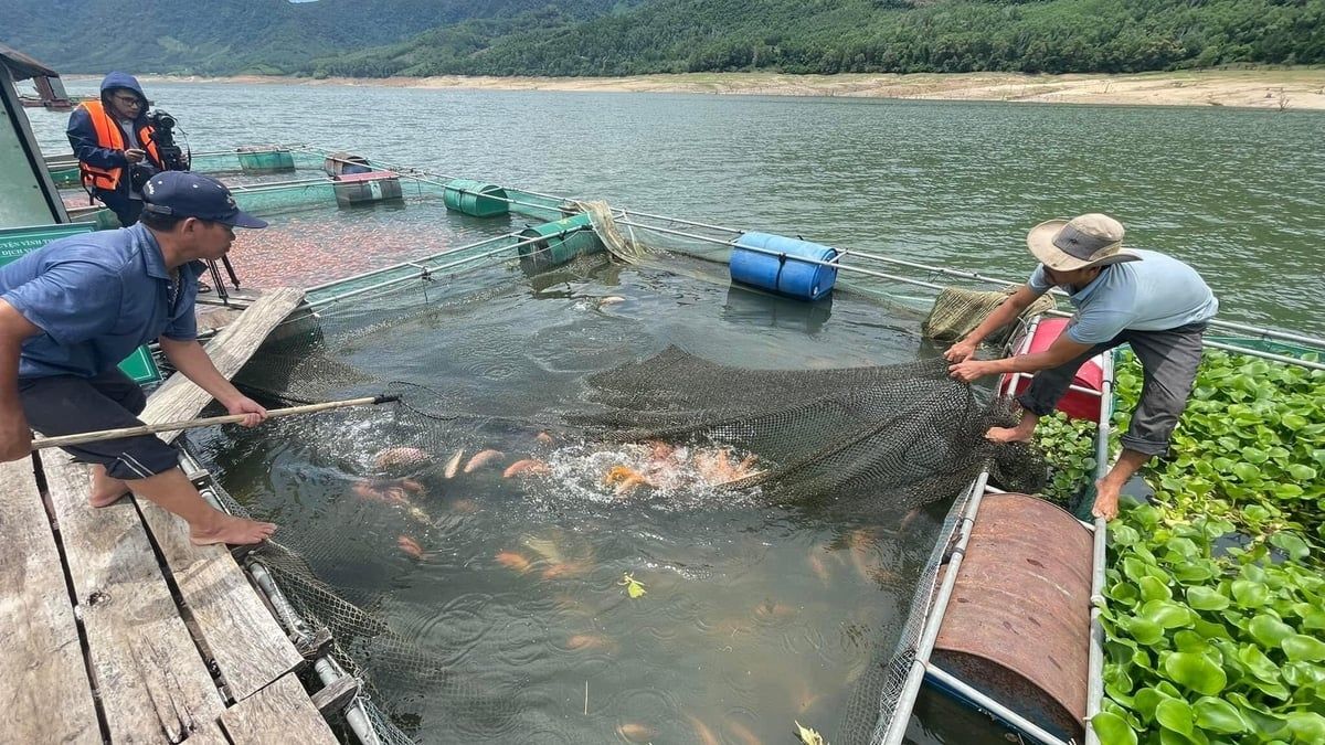 Xây dựng chuỗi liên kết nuôi cá điêu hồng để xuất khẩu