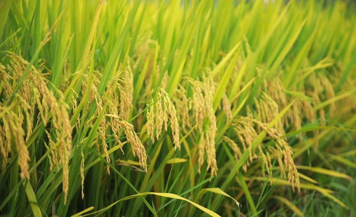Lúa thuần DK6 lấp lánh trên cánh đồng vàng
