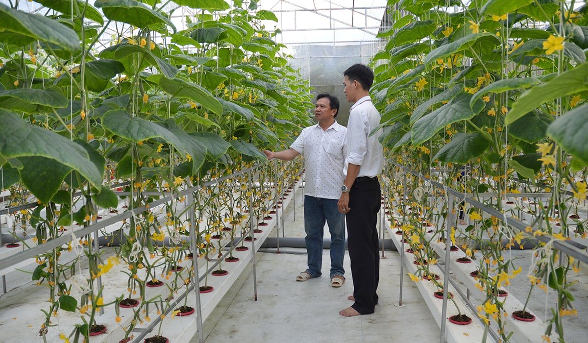 Bến Tre sản xuất nông nghiệp tập trung gắn với chuỗi giá trị