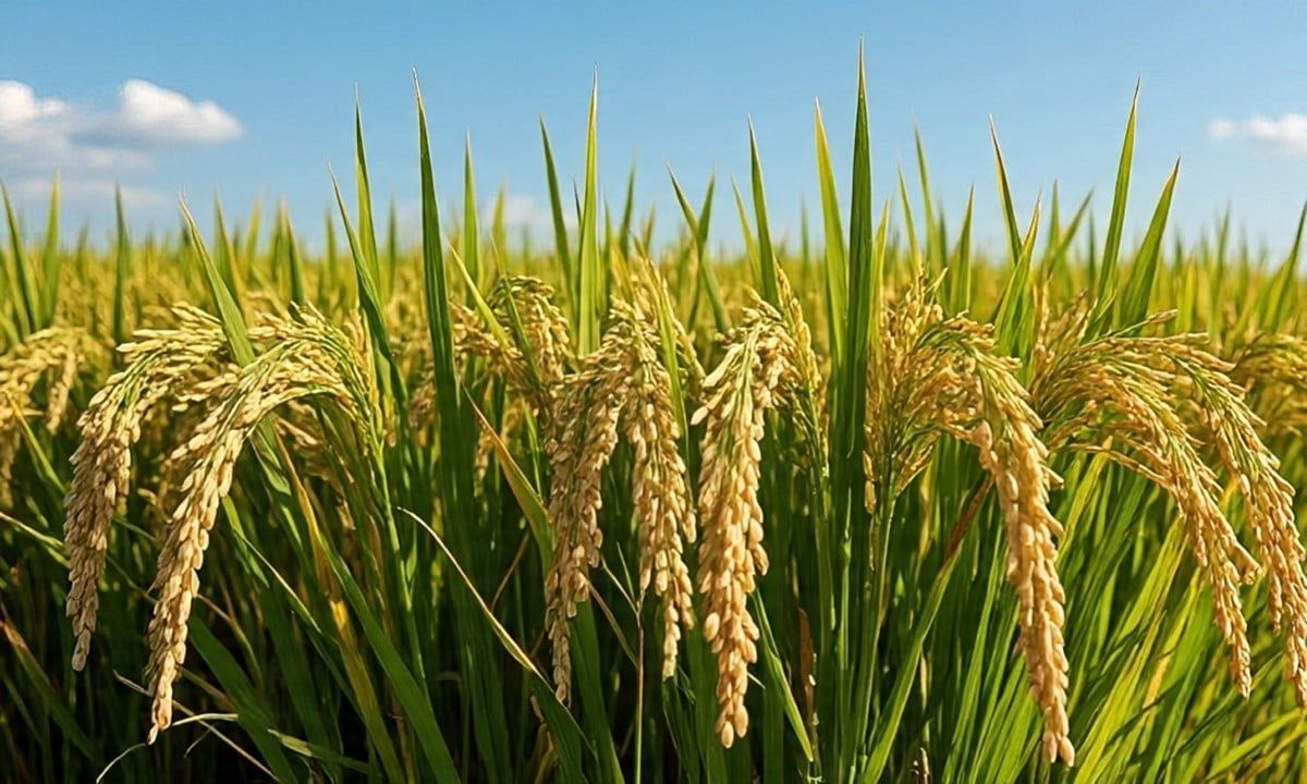 Giá lúa gạo hôm nay 5/7/2025: Thị trường lặng sóng