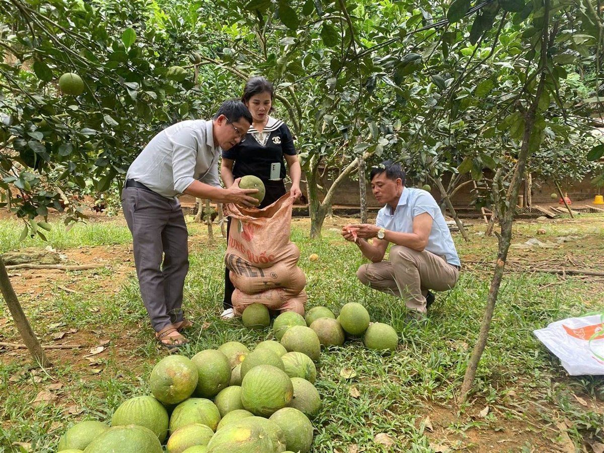 Cây ăn quả - 'ngôi sao' trong nông nghiệp của Bảo Thắng