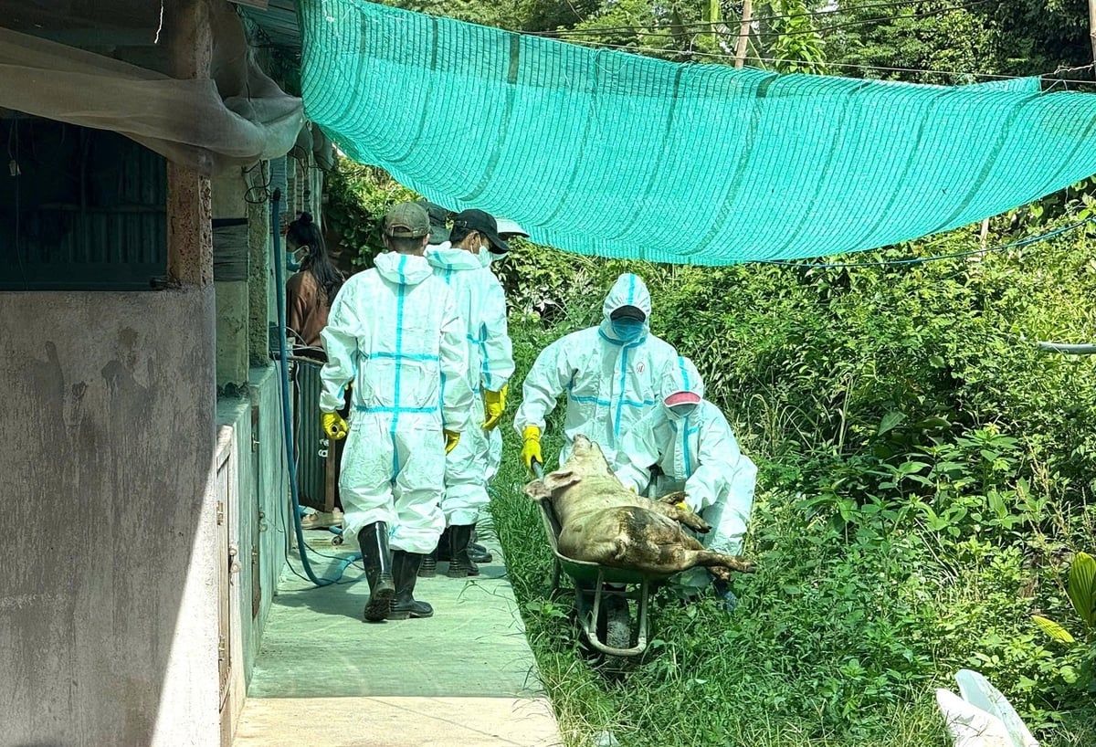 Dịch tả heo Châu Phi tái bùng phát tại Gia Lai