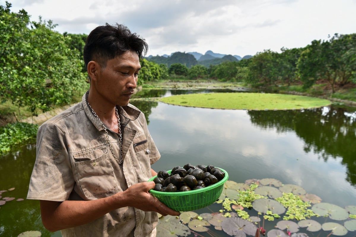 Nuôi ốc bươu đen theo kiểu 'thuận thiên'