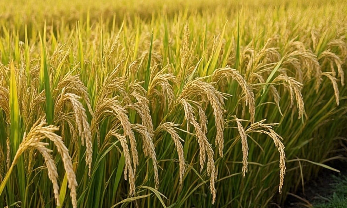 Giá lúa gạo hôm nay 6/7/2025: Biến động nhẹ