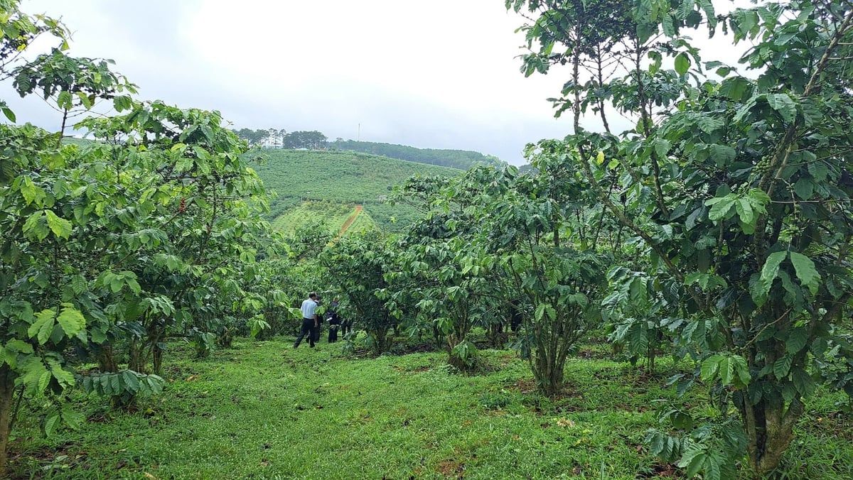 Cơ quan chức năng Lâm Đồng đang làm rõ phản ánh của nông dân về cà phê rụng lá