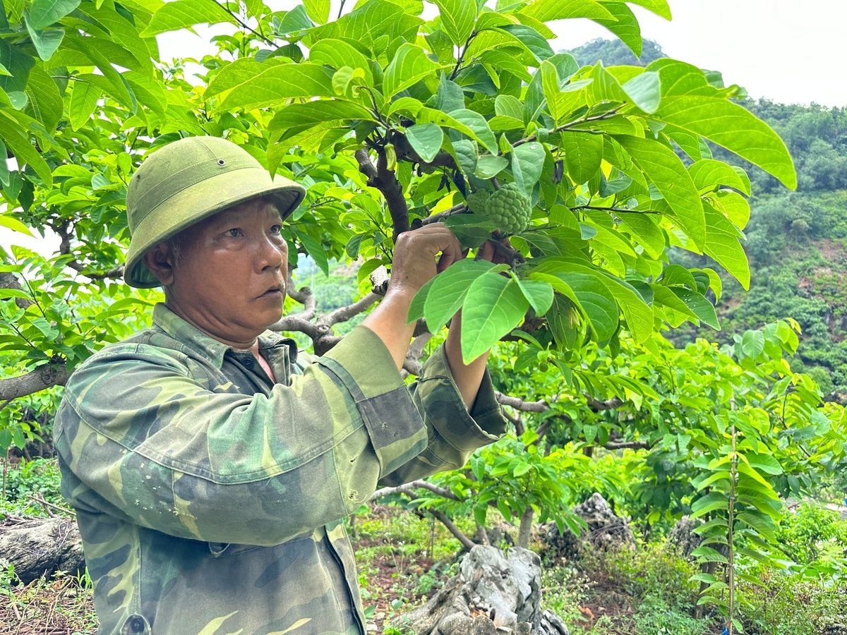 Tưới thông minh cho cây ăn quả: Tiếp nước cho na trái vụ trên núi đá