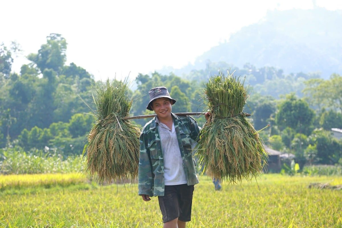 Mô hình 'trồng lúa xanh' ở Yên Bái: Giảm phát thải, tăng năng suất