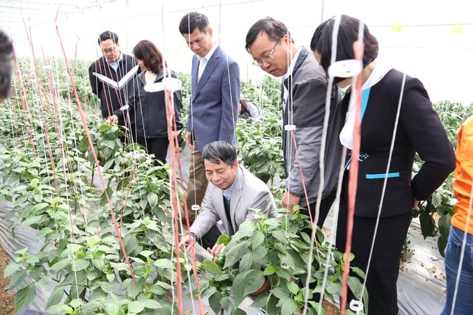 Hỗ trợ nông dân Mộc Châu sản xuất rau trong nhà kính