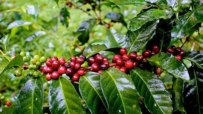 Giá cà phê hôm nay 9/7/2025: Đồng loạt tăng mạnh