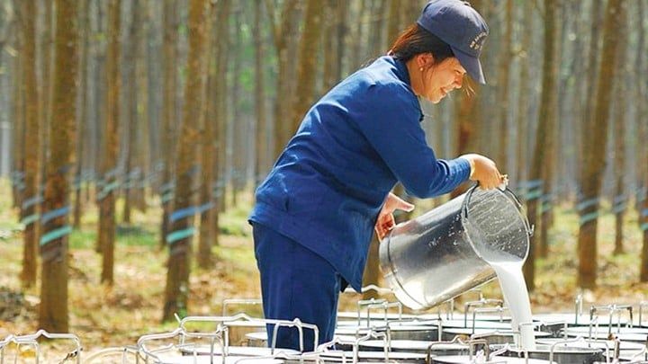 Giá cao su hôm nay 9/7/2025: Thị trường biến động nhẹ