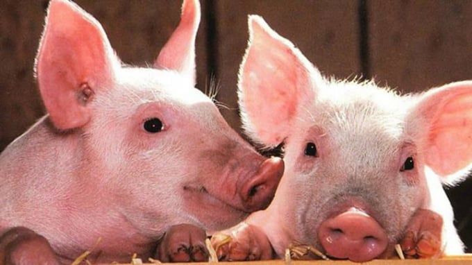 Giá heo hơi hôm nay 9/7/2025: Có nơi giảm thêm 2.000 đồng