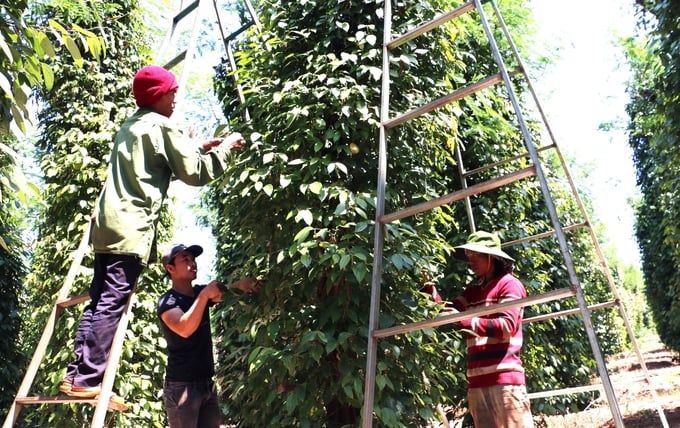 Tái thiết ngành hồ tiêu Gia Lai: [Bài 1] Vang bóng một thời