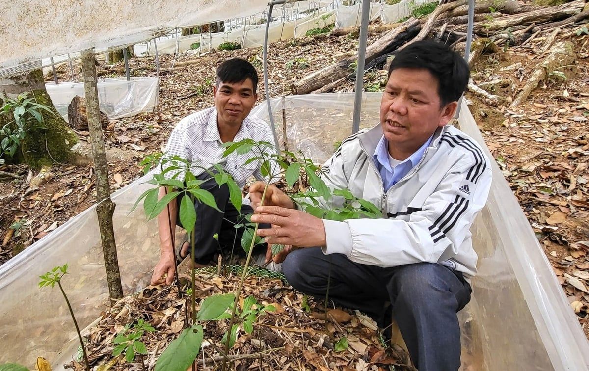 Kon Tum cấp chỉ dẫn địa lý cho 5.800 cây sâm Ngọc Linh