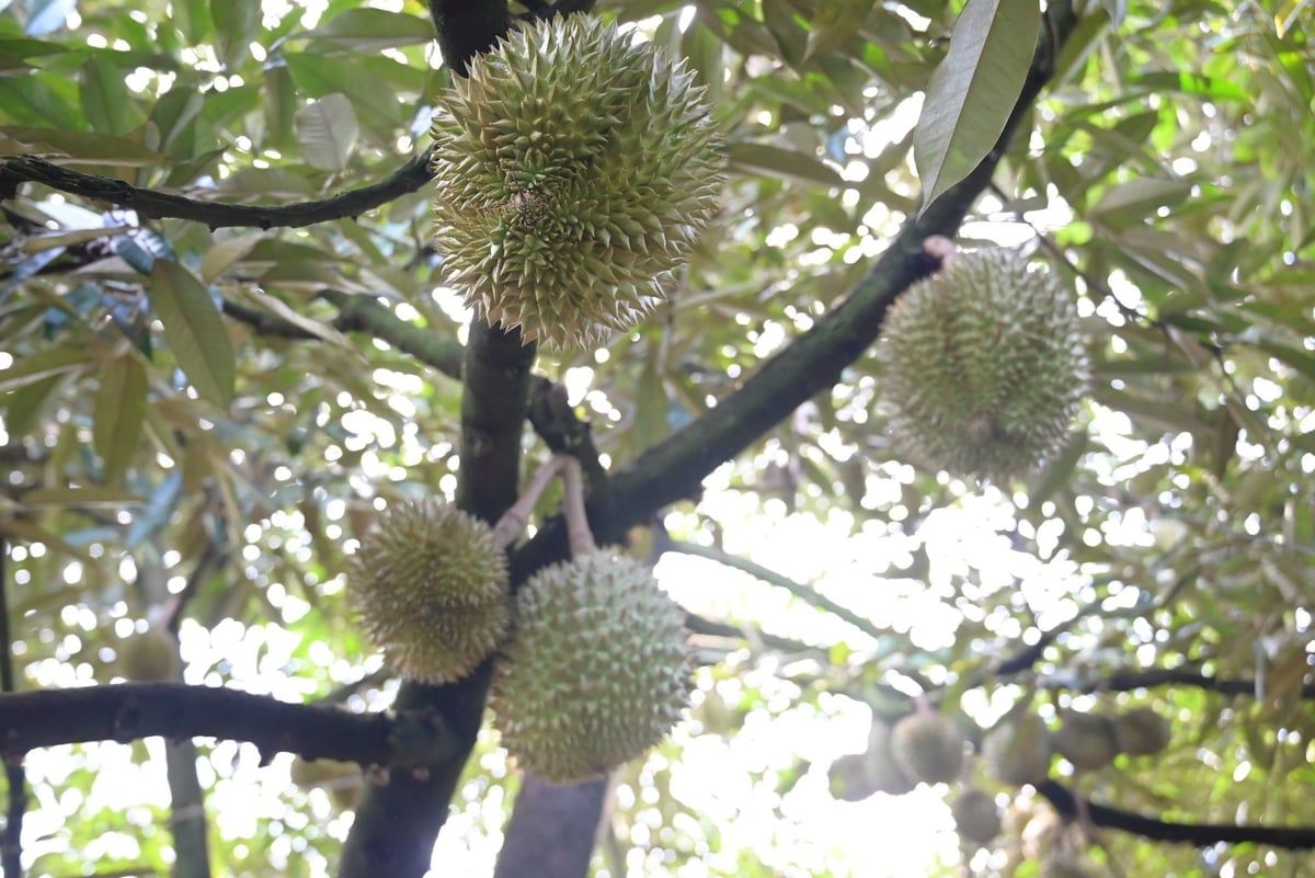 Dinh dưỡng đúng cho sầu riêng: Biết đất có gì mới cho cây 'ăn' hợp lý