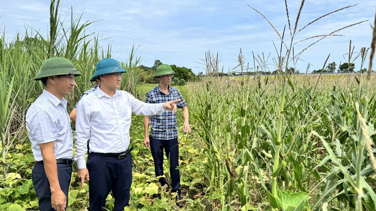 Châu chấu tre tràn xuống ruộng vườn, phá trụi hoa màu