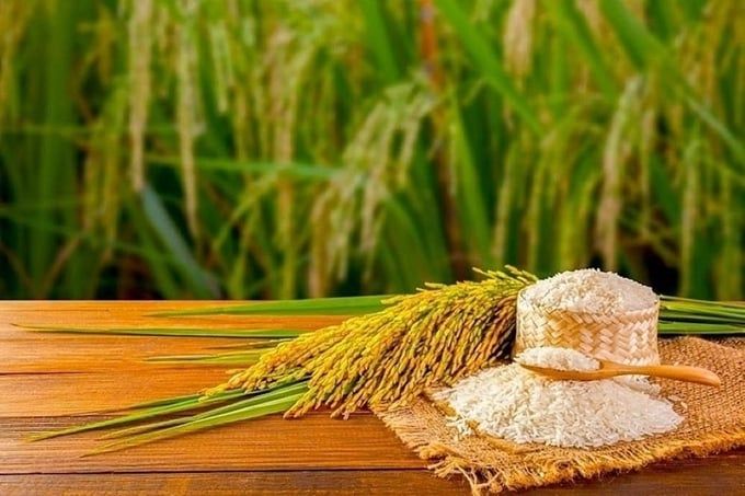 Giá lúa gạo hôm nay 13/7/2025: Thị trường ổn định